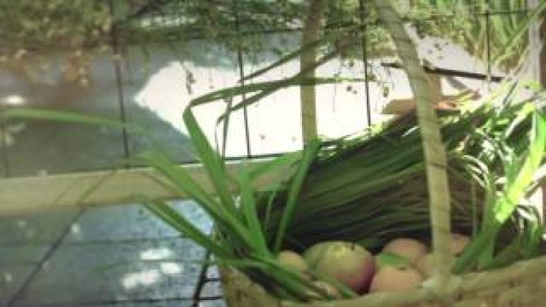 FUZE TEA PRESENTA "NATURALEZA URBANA"