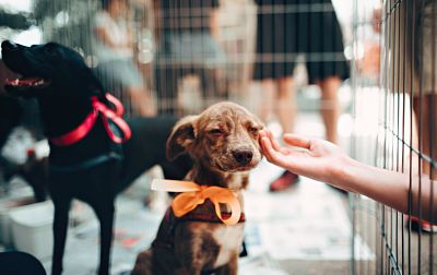 Feria de adopción canina en El Recreo