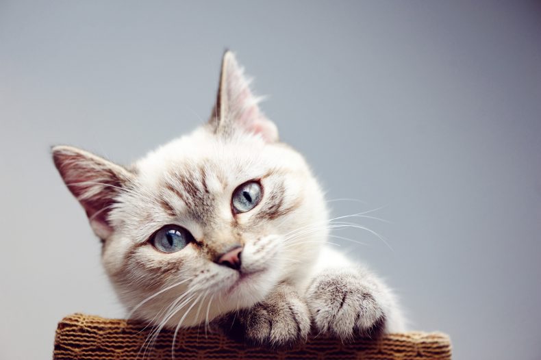 ¡LOS GATOS, GRANDES AMIGOS PARA TU VIDA! ¡LOS GATOS, GRANDES AMIGOS PARA TU VIDA!
