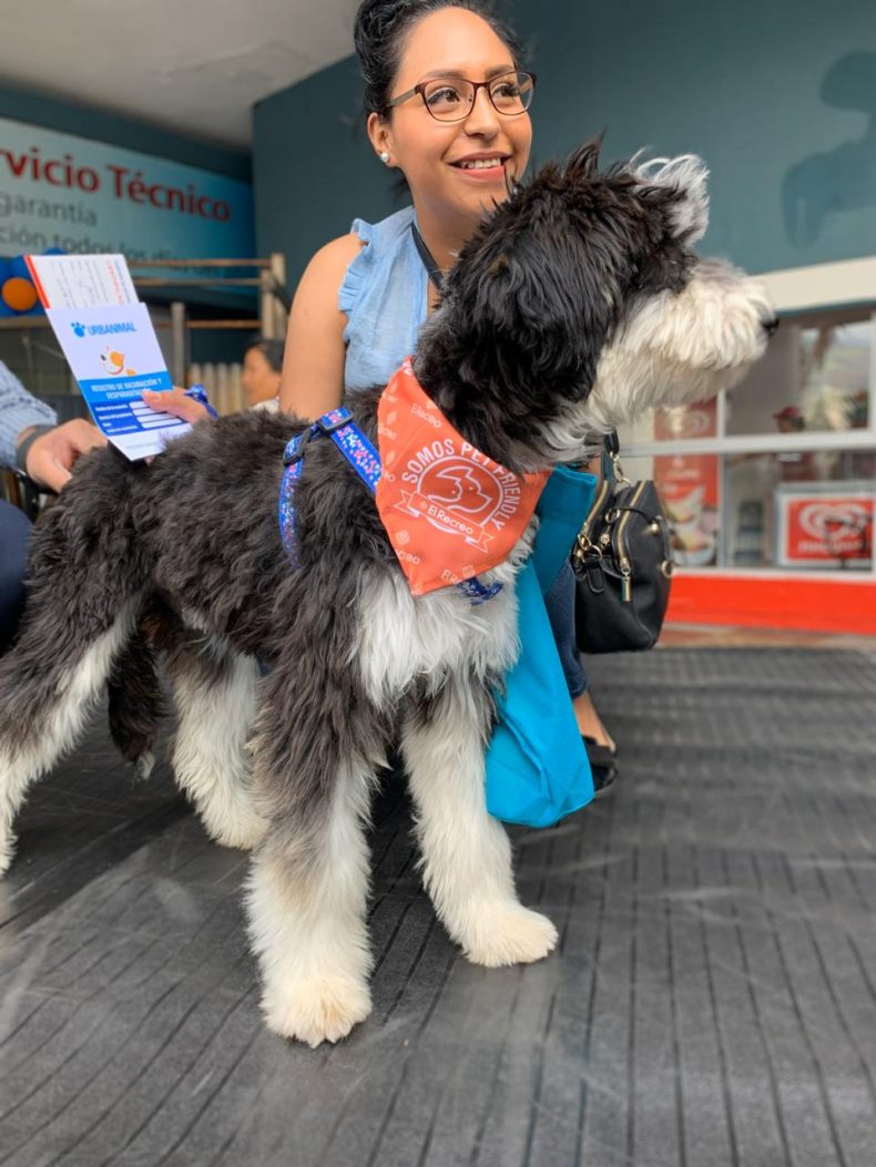 Perros adultos encontraron una segunda oportunidad Perros adultos encontraron una segunda oportunidad