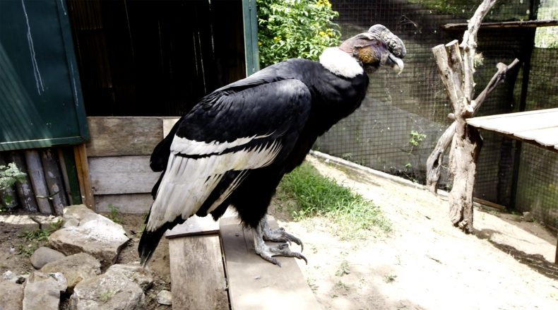 ZOOLÓGICO DE QUITO CONFIRMA RECUPERACIÓN DE CÓNDOR IGUIÑARO Y ALISTA SU PRONTA LIBERACIÓN ZOOLÓGICO DE QUITO CONFIRMA RECUPERACIÓN DE CÓNDOR IGUIÑARO Y ALISTA SU PRONTA LIBERACIÓN