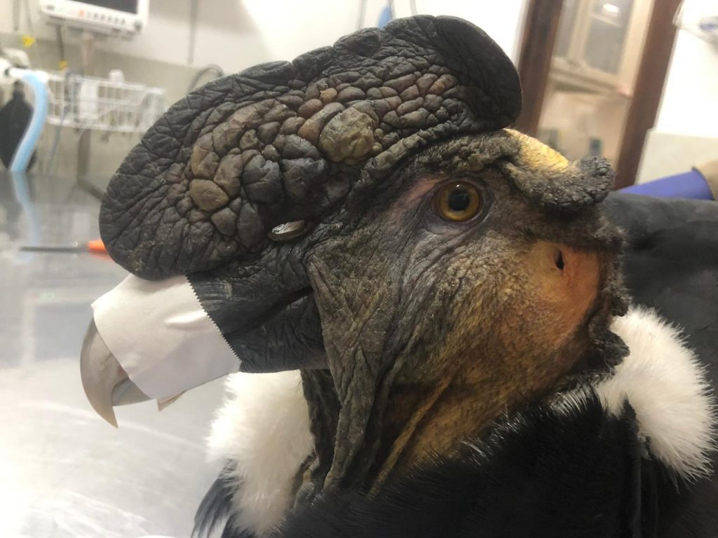 CÓNDOR SILVESTRE FUE RESCATADO POR ZOOLÓGICO DE QUITO Y SE MANTIENE CON PRONÓSTICO RESERVADO