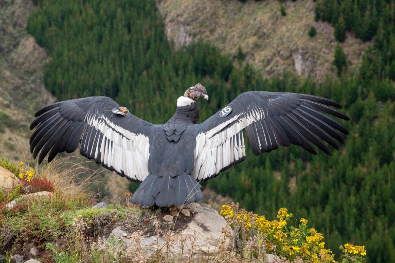 Scary Andean Condor Royalty-Free Images, Stock Photos & Pictures ...