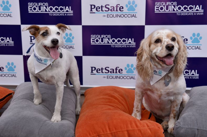 Recomendaciones para garantizar la seguridad de las mascotas Recomendaciones para garantizar la seguridad de las mascotas