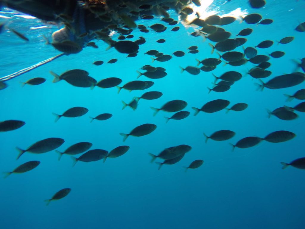 Nirsa desarrolla plantado biodegradable para pesca sostenible